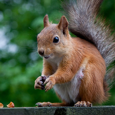 squirrel