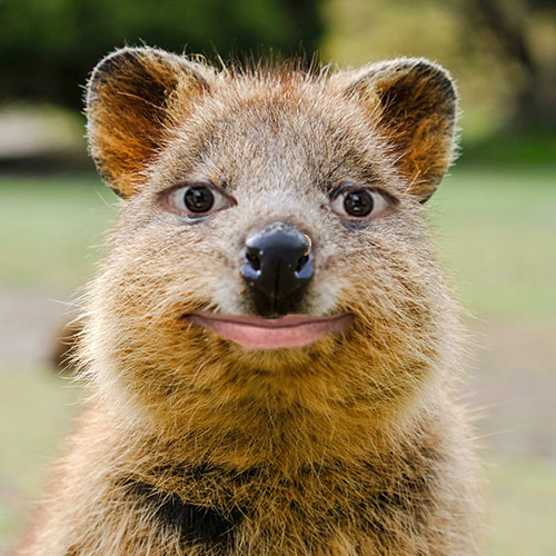 quokka